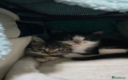Mixed Breed cats for sale: Two playful loving kittens - Image 12
