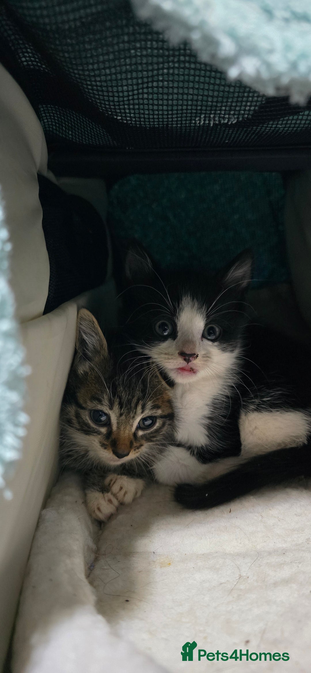 Mixed Breed cats for sale: Two playful loving kittens - Image 12