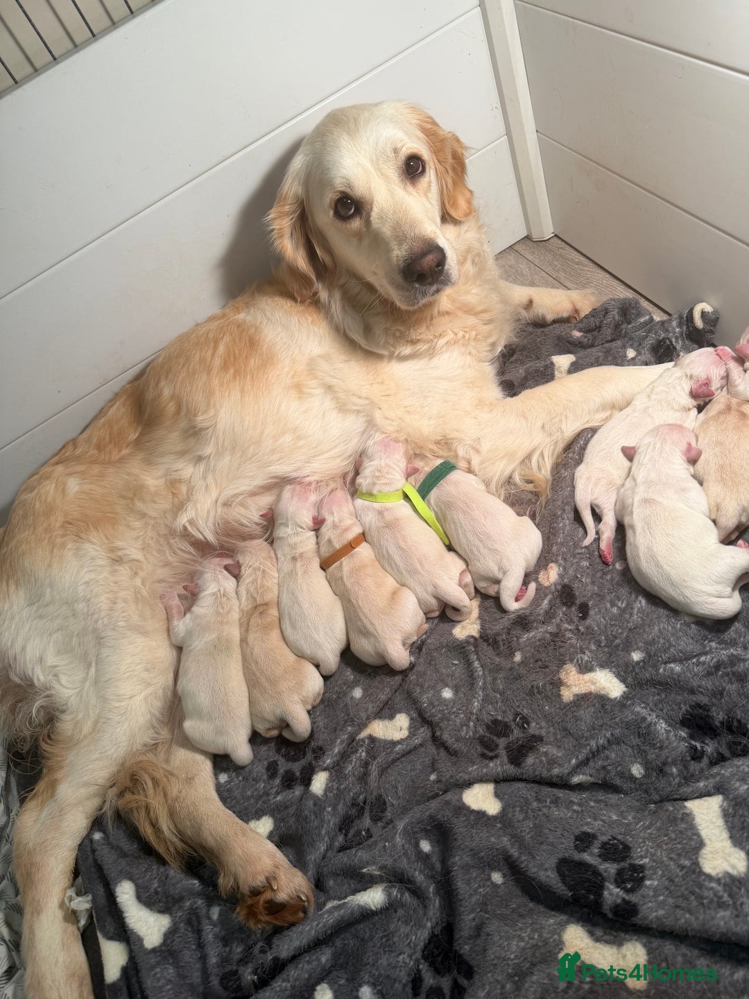 Golden Retriever dogs for sale: KC WHITE RETRIEVERS FULLY HEALTH TESTED  - Advert 5