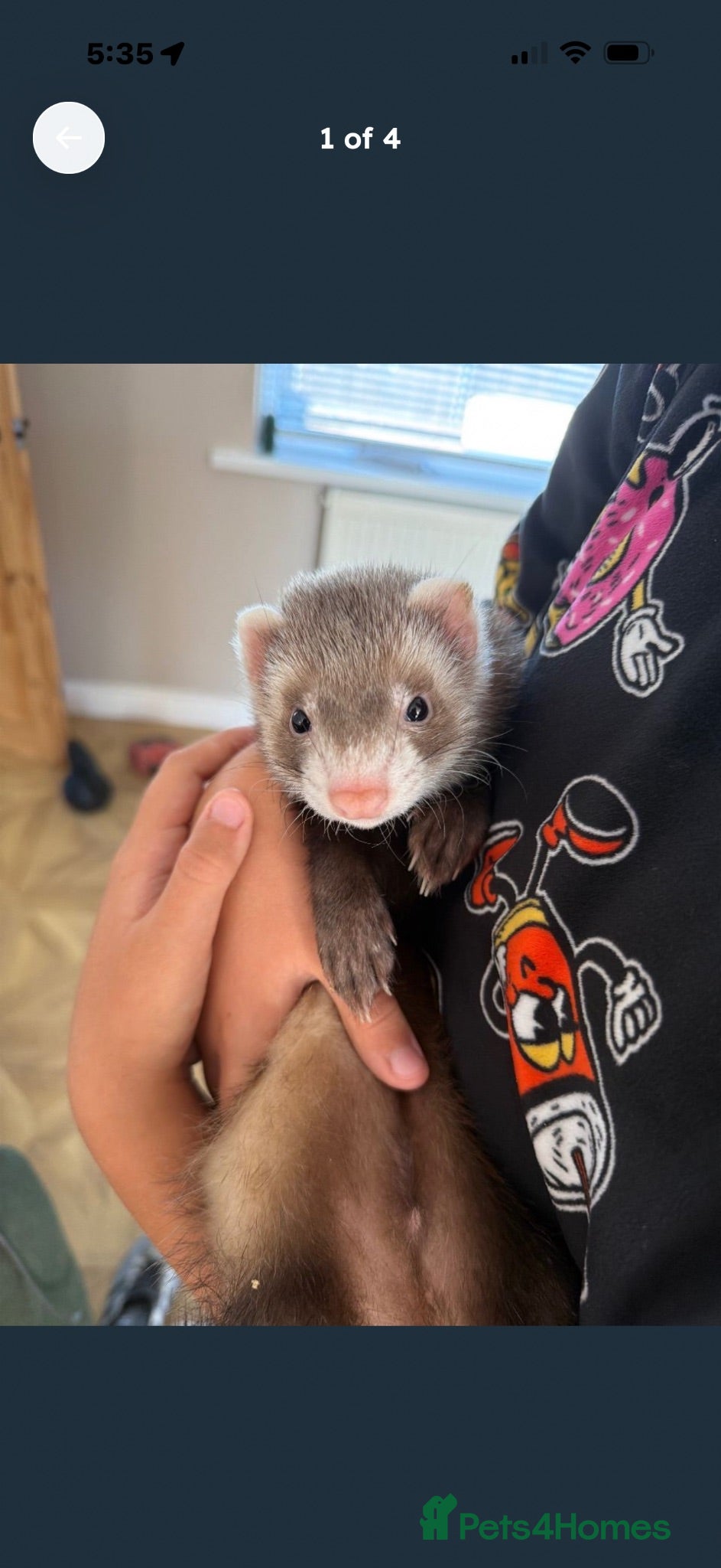 Ferret rodents Baby boy ferrets  - Advert 2