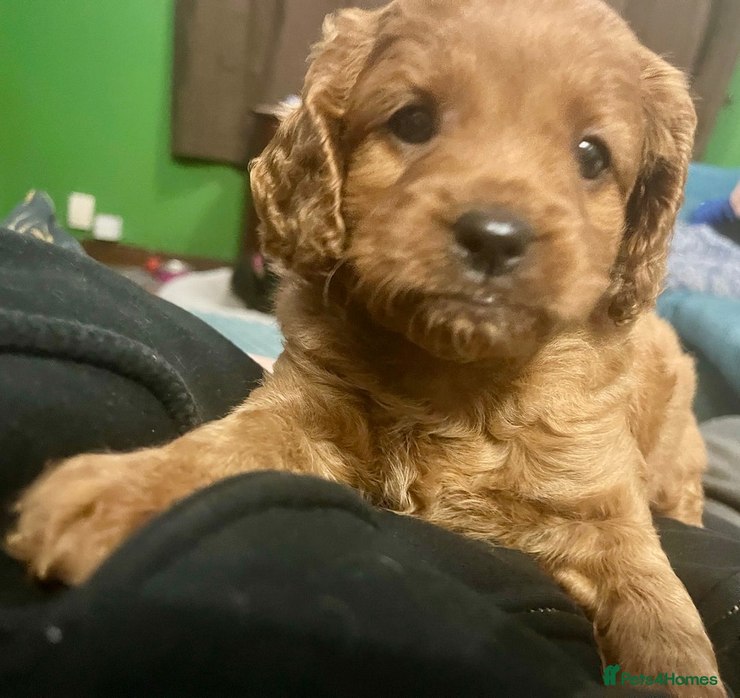 Cavapoo dogs for sale: Playful, affectionate, red Cavapoo puppies  - Image 6