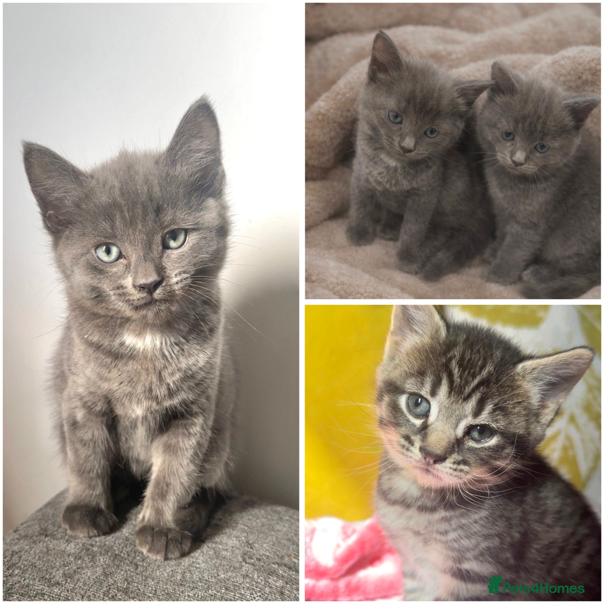 Russian Blue cats 3 Gorgeous kittens available URGENT!! - Advert 4