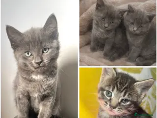 Russian Blue cats 3 Gorgeous kittens available URGENT!! - Advert 4