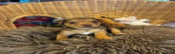 Jack Russell dogs for sale: Lovely, Lively Jack Russell puppies in Pontypool - Advert 11