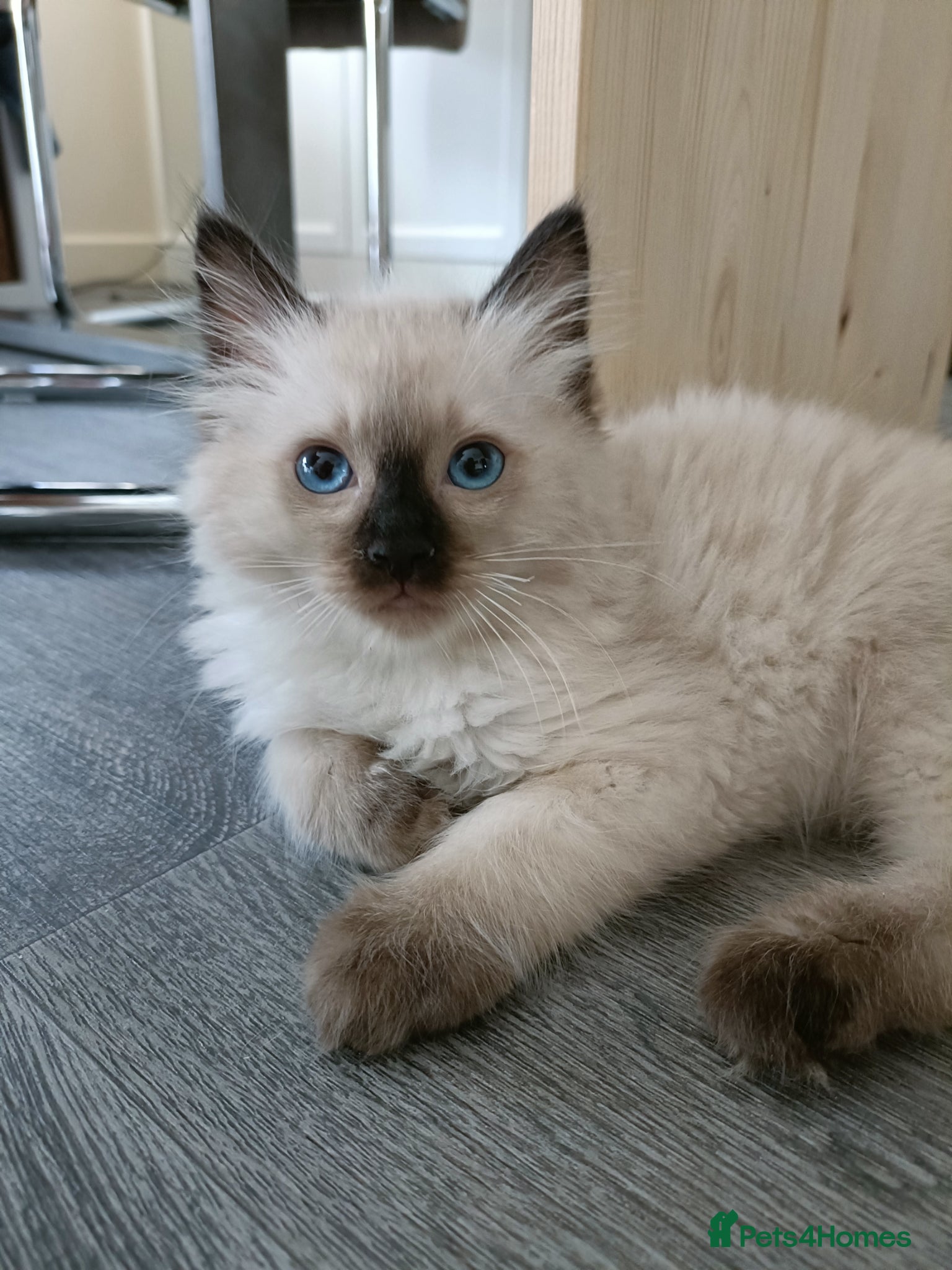 Ragdoll cats for sale: Just one boy left pure ragdoll 🐾 - Advert 4