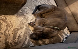 Cane Corso dogs for sale: Male Cane corso  - Image 3