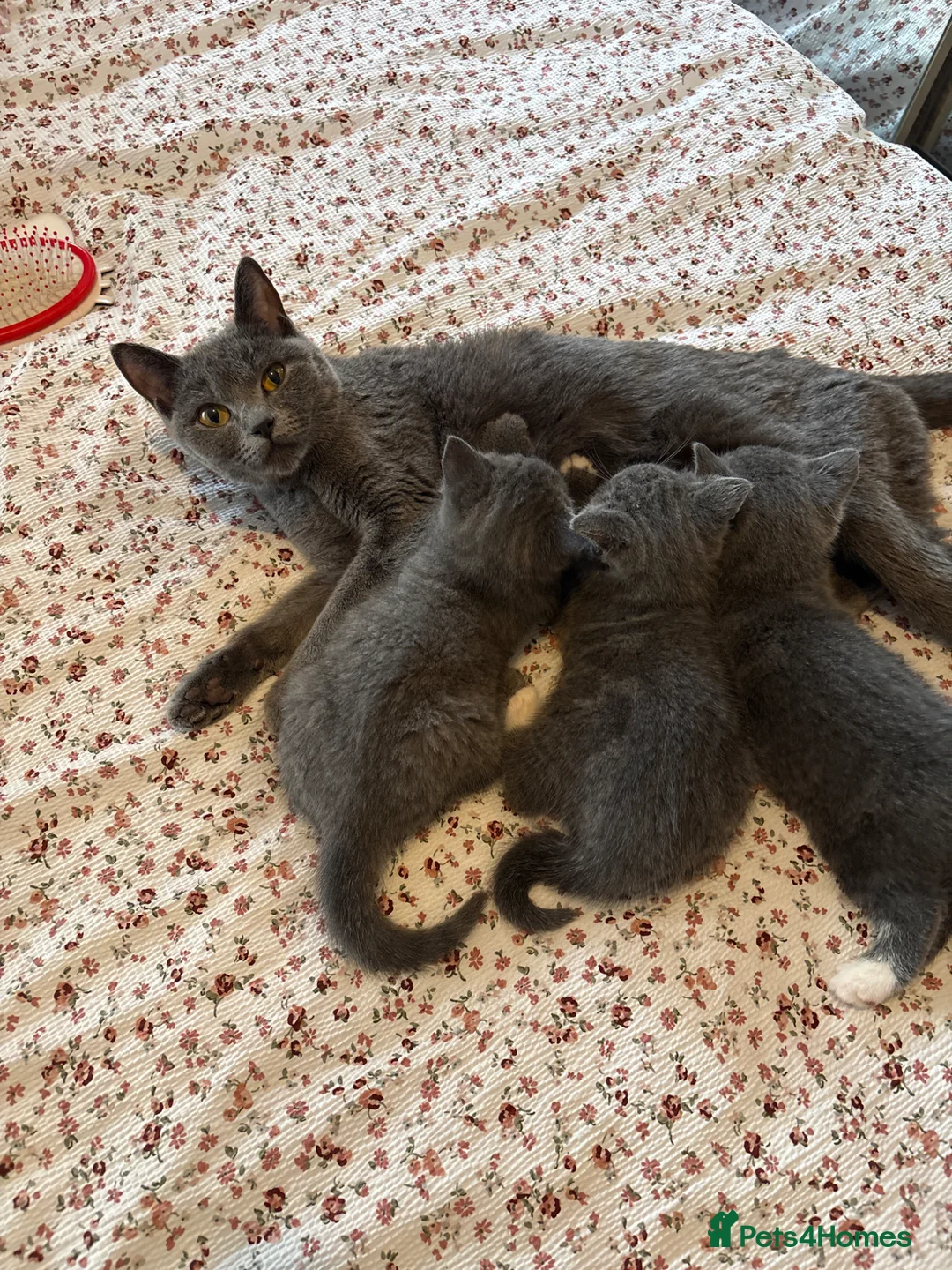 Mixed Breed cats for sale: Half British shorthair sale.  - Advert 7