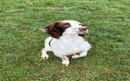 English Springer Spaniel dogs for sale: English Springer Spaniel for sale  - Image 2