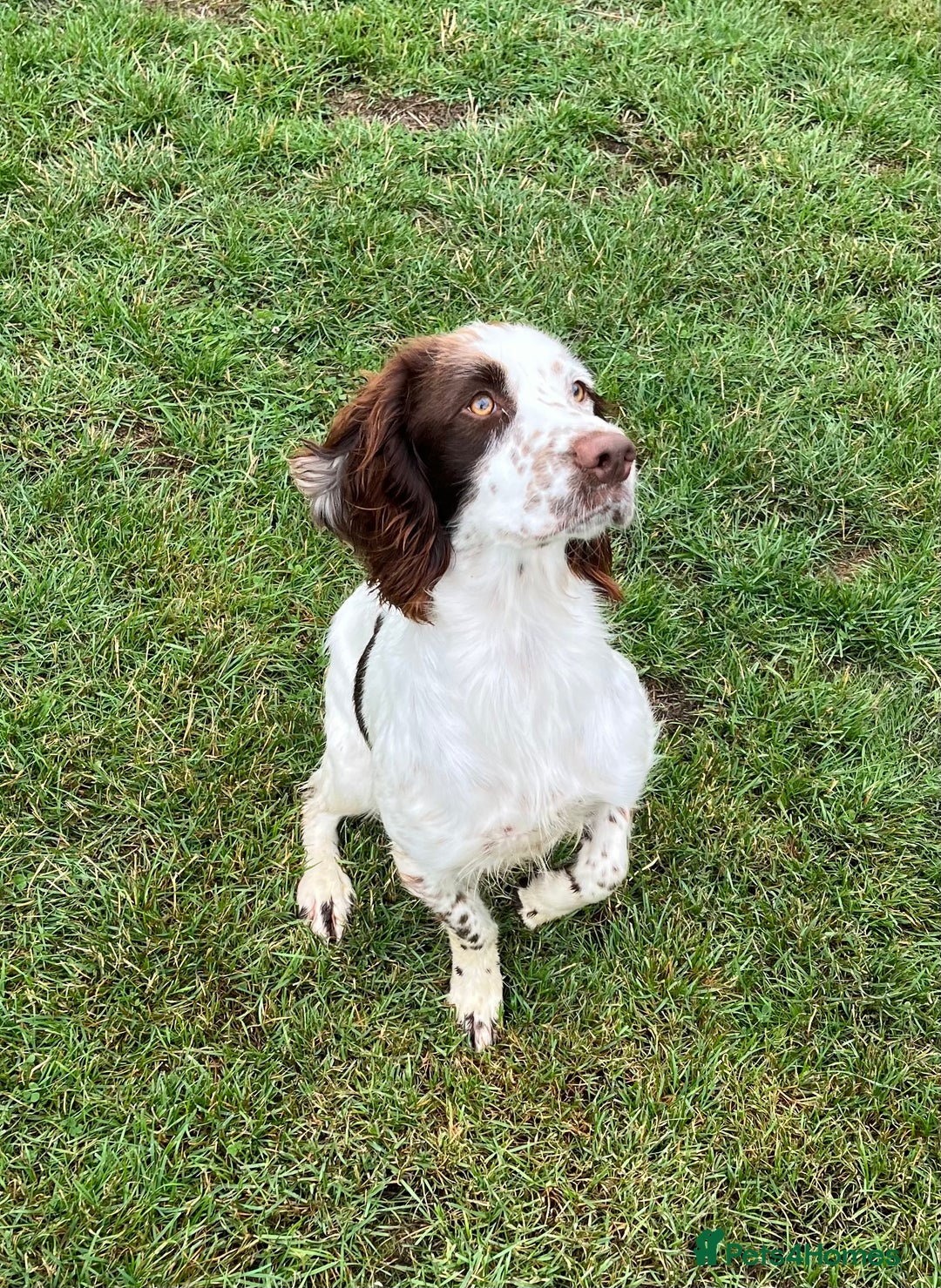 English Springer Spaniel dogs for sale: English Springer Spaniel for sale  - Image 2