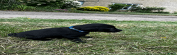 Labrador Retriever dogs for sale: Working Labrador Retriever Puppies - Advert 16