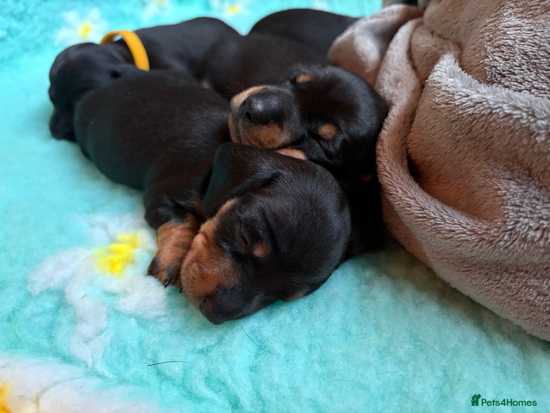 Miniature Dachshund dogs for sale: Miniature dachshund puppies 🐾 - Advert 24