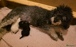 Toy Poodle dogs for sale: KC REG 2 STUNNING TOY POODLES 🐩  - Image 1