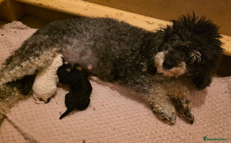 Toy Poodle dogs - Advert 3