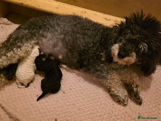 Toy Poodle dogs - Advert 6