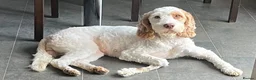 Cockapoo dogs for sale: Absolutely beautiful girl - Advert 15