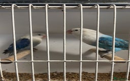 Lovebirds birds for sale: Breeding pair  - Advert 5