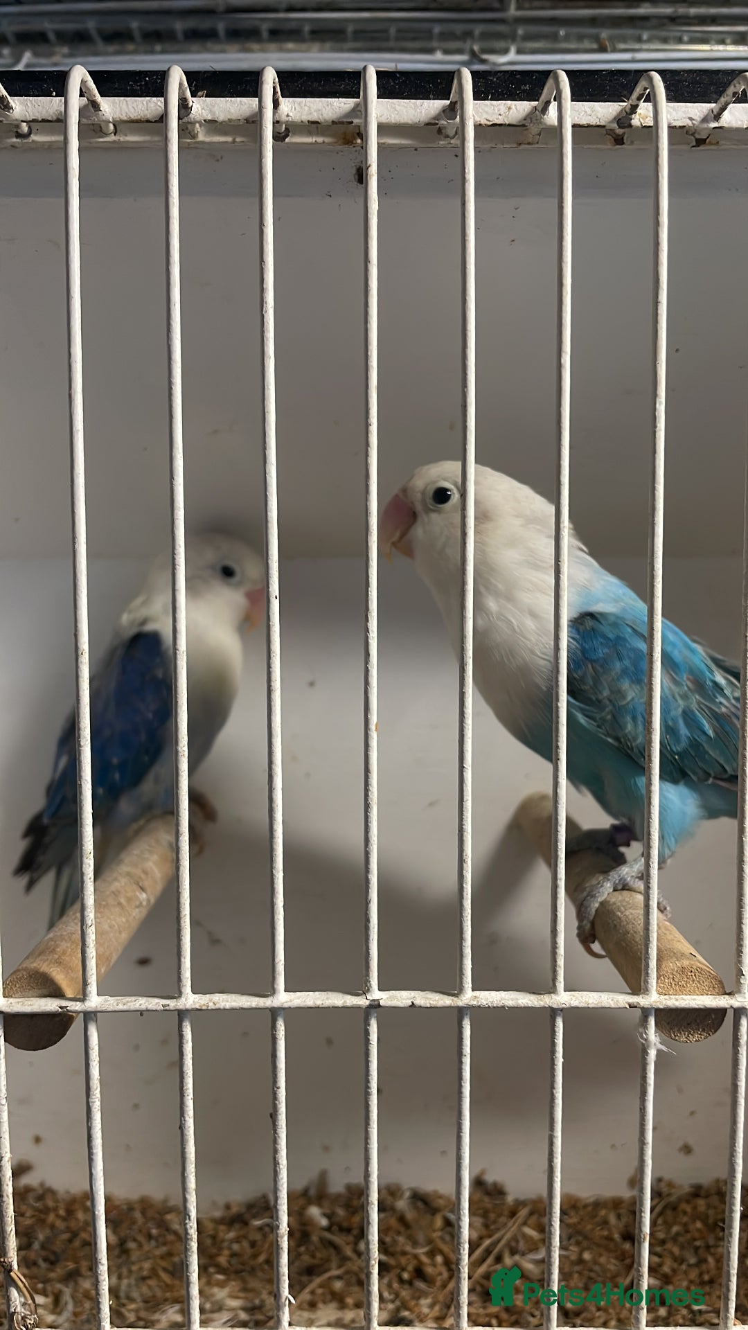 Lovebirds birds for sale: Breeding pair  - Advert 5