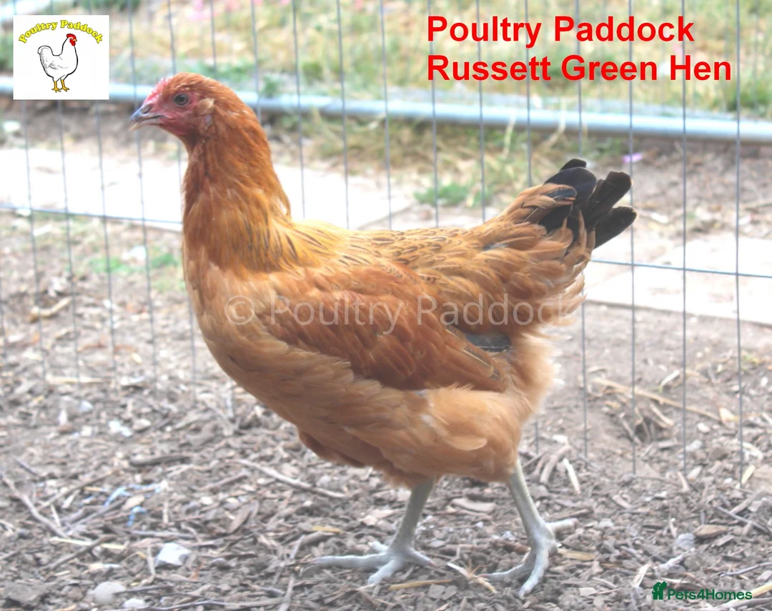 Chickens poultry for sale: Easter Egger Hens - Advert 1