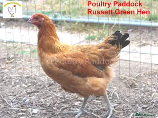 Chickens poultry for sale: Easter Egger Hens - Advert 1