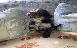 Cockapoo dogs for sale: Merle Cockapoos - Advert 3