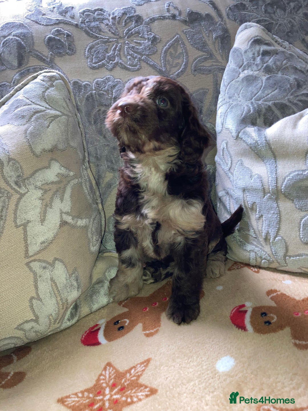 Cockapoo dogs for sale: Merle Cockapoos - Advert 3