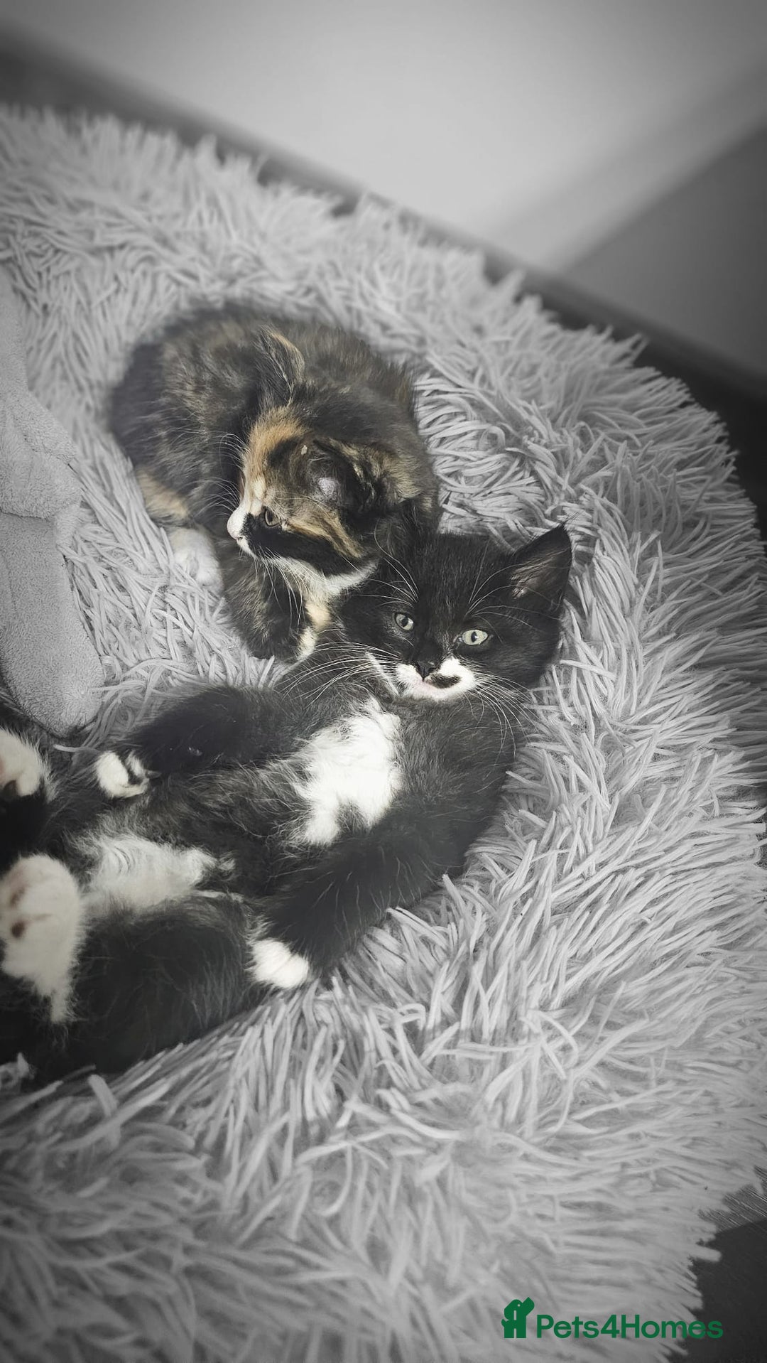 Mixed Breed cats for sale: Adorable 4 Kittens for Sale! - Image 12