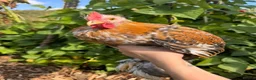 Chickens poultry for sale: Beautiful Pekin Bantam looking for home  - Advert 2