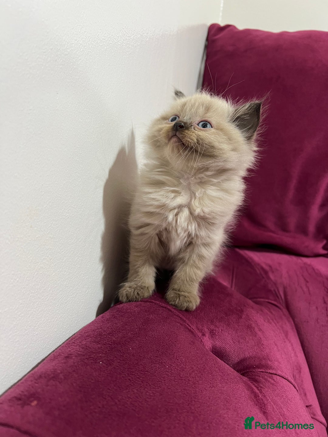 Ragdoll cats for sale: Beautiful Ragdoll Kittens Available  - Advert 10