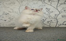 Ragdoll cats for sale: Regional Winner READY TO Go LAST BOY AND GIRL - Image 12