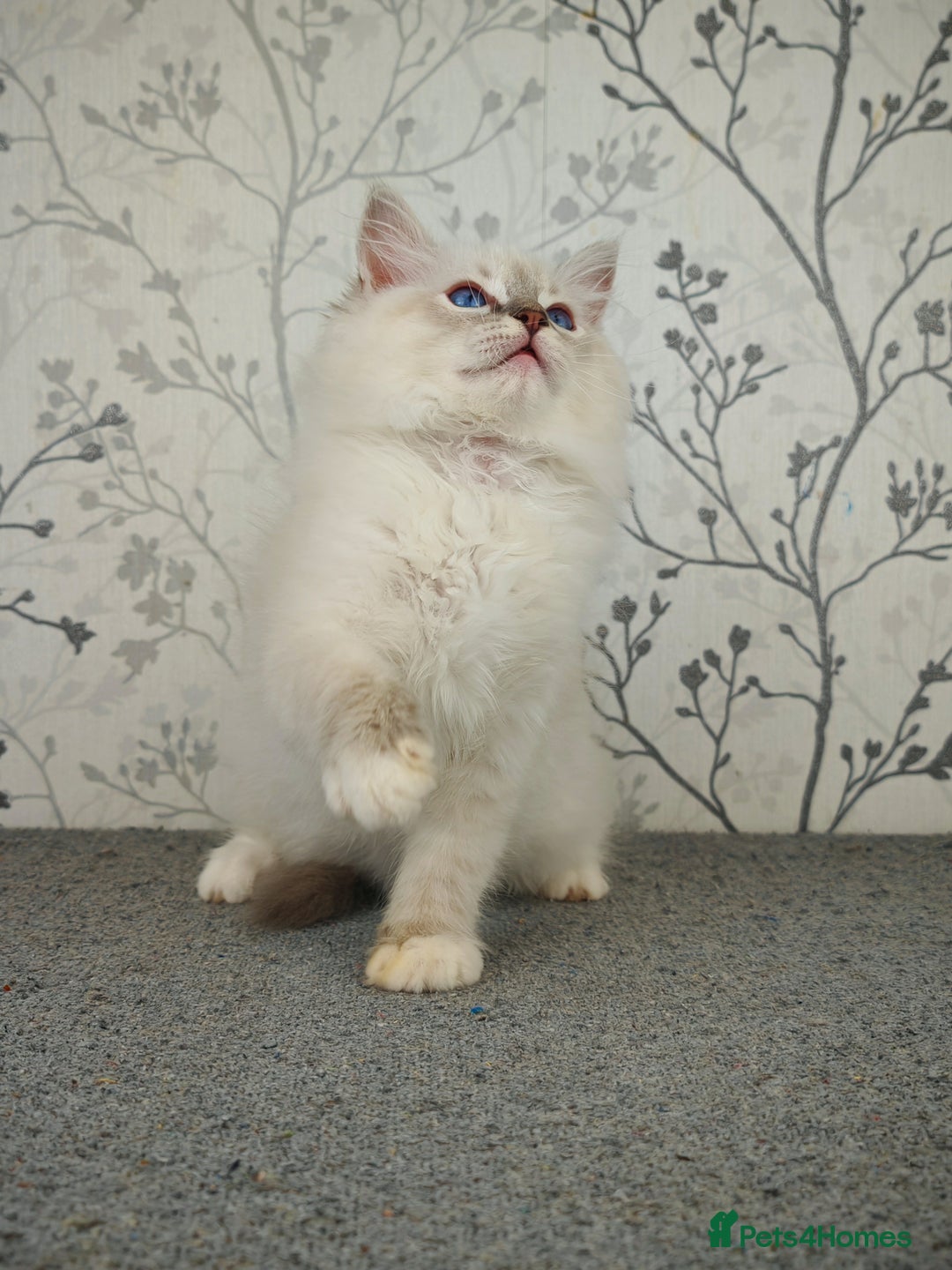 Ragdoll cats for sale: Regional Winner READY TO Go LAST BOY AND GIRL - Image 12