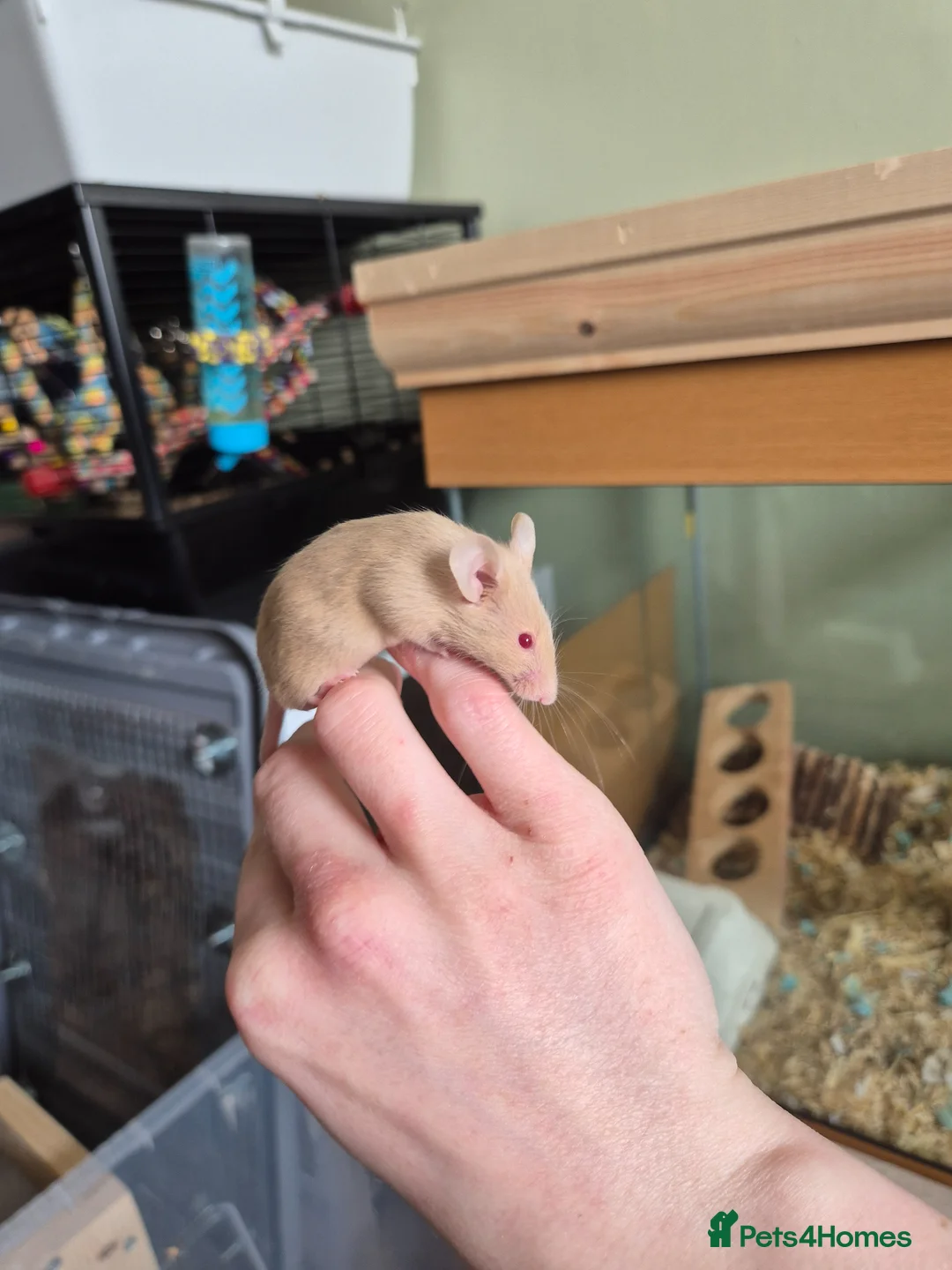 Mouse rodents for sale: 3 female mice - Advert 3