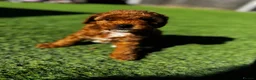 Cavapoo dogs for sale: Beautiful Red F1b Cavapoo - Viewings now welcome - Advert 5