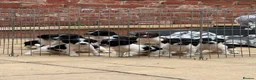 English Springer Spaniel dogs for sale: Beautiful English Springer Spaniel Puppies - Advert 2