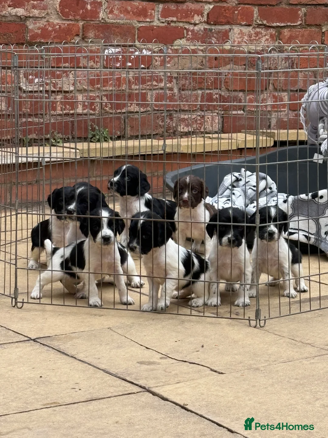 English Springer Spaniel dogs for sale: Beautiful English Springer Spaniel Puppies - Advert 2