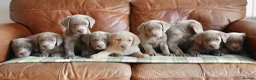 Labrador Retriever dogs for sale: Stunning Health Tested Silver Labrador Puppies - Advert 8