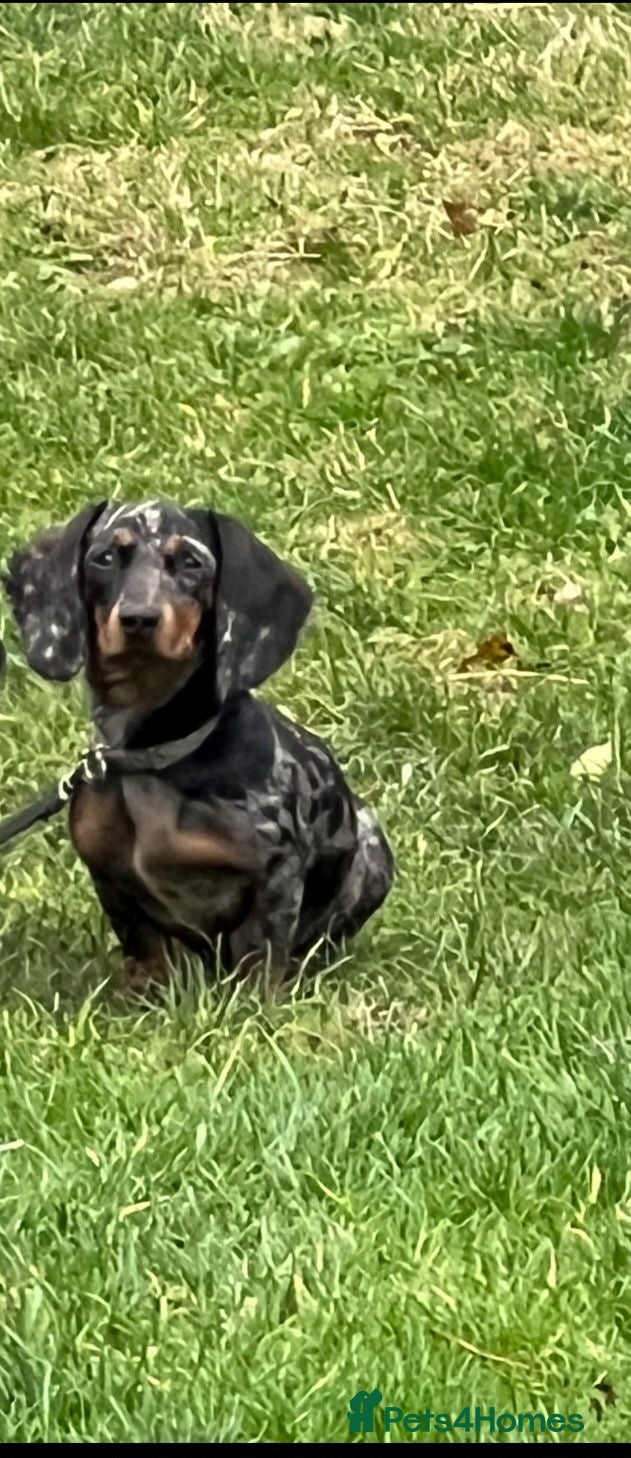 Dachshund dogs Daschund daple female 18 months old - Advert 3