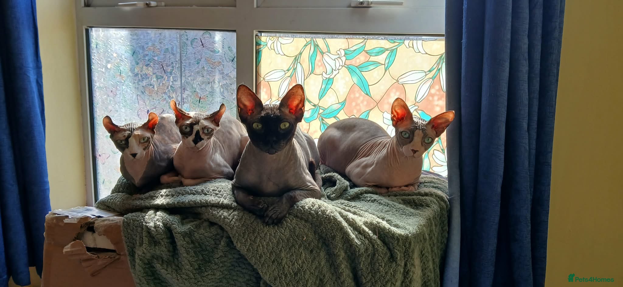 Sphynx cats Sphynx family  - Advert 2