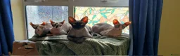 Sphynx cats for sale: Sphynx family  - Advert 1