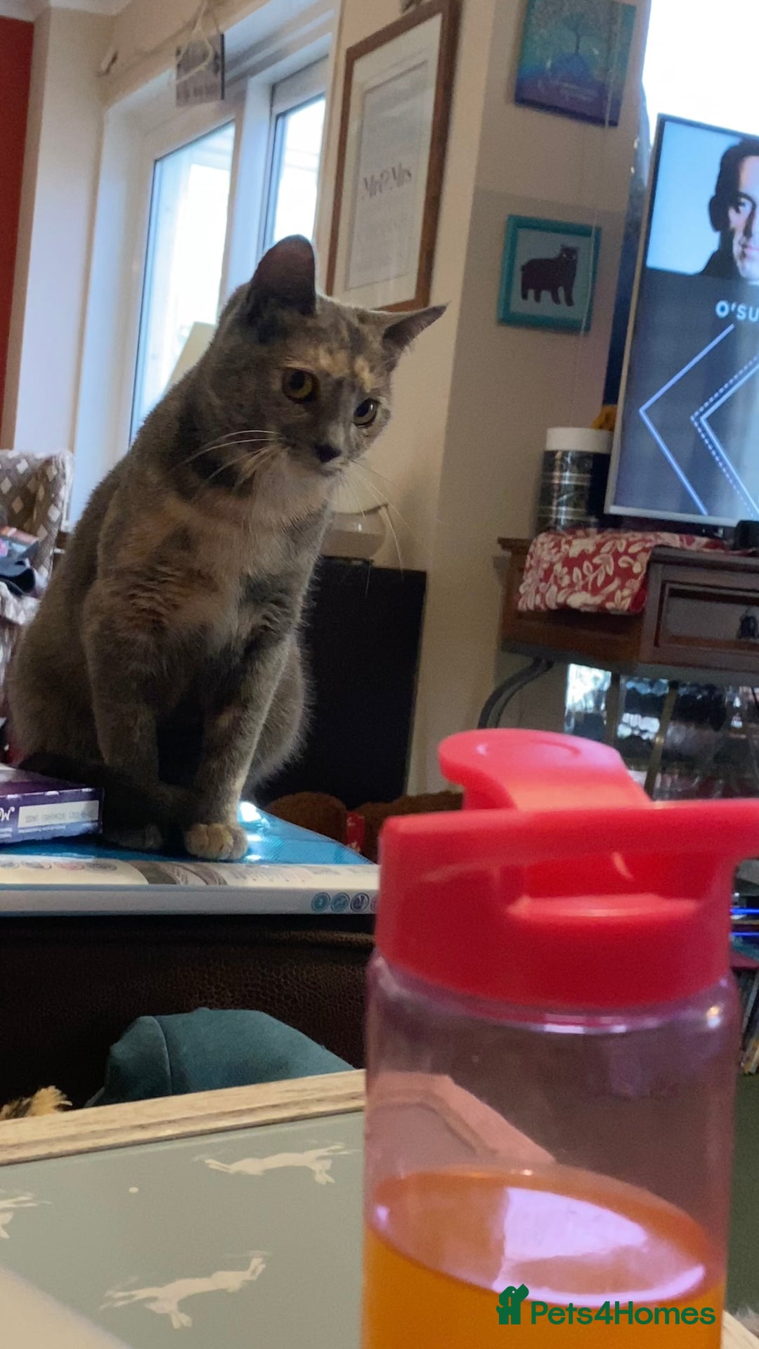 Mixed Breed cats for sale: Beautiful Layla needs a new family - Advert 16