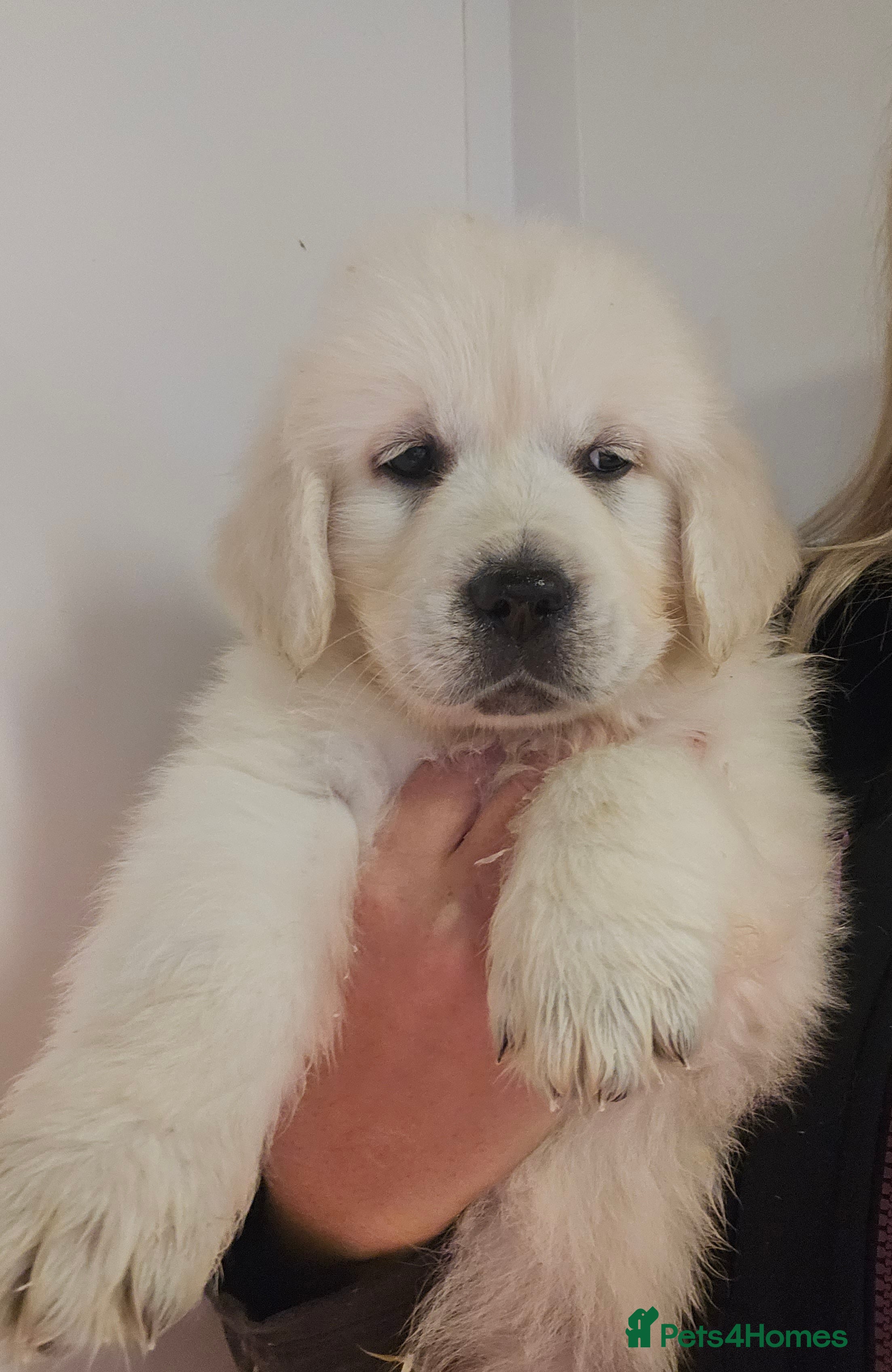 Golden Retriever dogs Extensively Health Tested English Cream Puppies - Advert 1