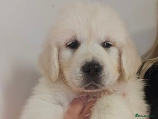 Golden Retriever dogs Extensively Health Tested English Cream Puppies - Advert 1