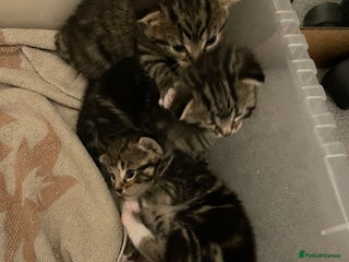 Domestic Shorthair cats for sale - Advert 1