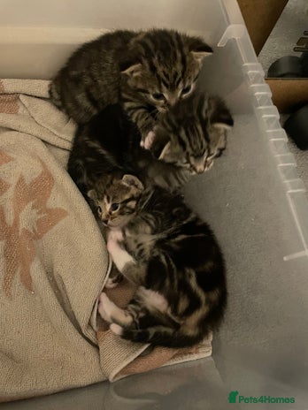 Domestic Shorthair cats - Advert 1