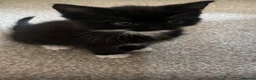 Mixed Breed cats for sale: 8 WEEK OLD - Male & Female - Advert 4