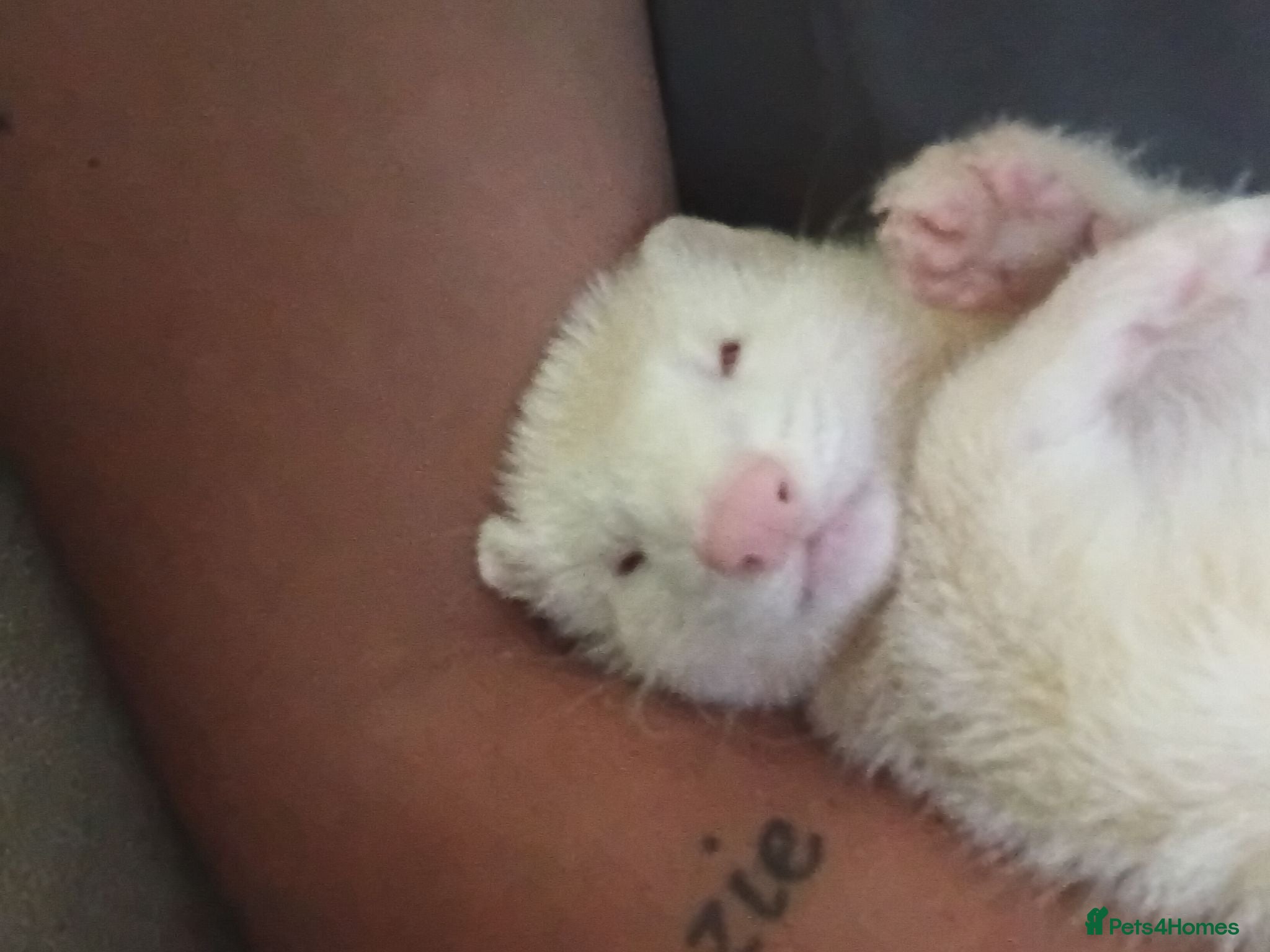 Ferret rodents 2 baby ferrets - Advert 21