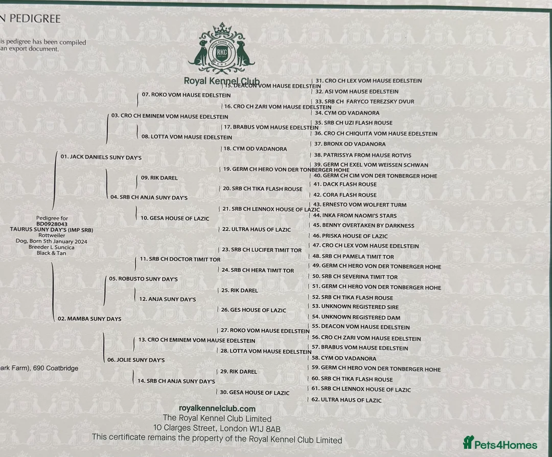 Rottweiler dogs for stud: Exceptional Rottweiler available at Stud ⭐️ - Advert 10