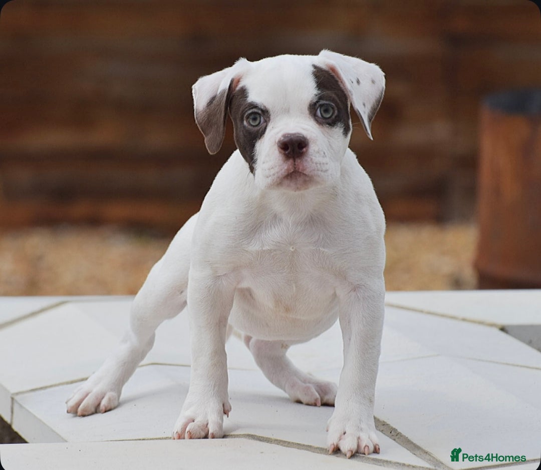 Olde English Bulldogge dogs for sale: 23 YEARS PROFESSIONAL, 5⭐️LICENSED.  - Image 2