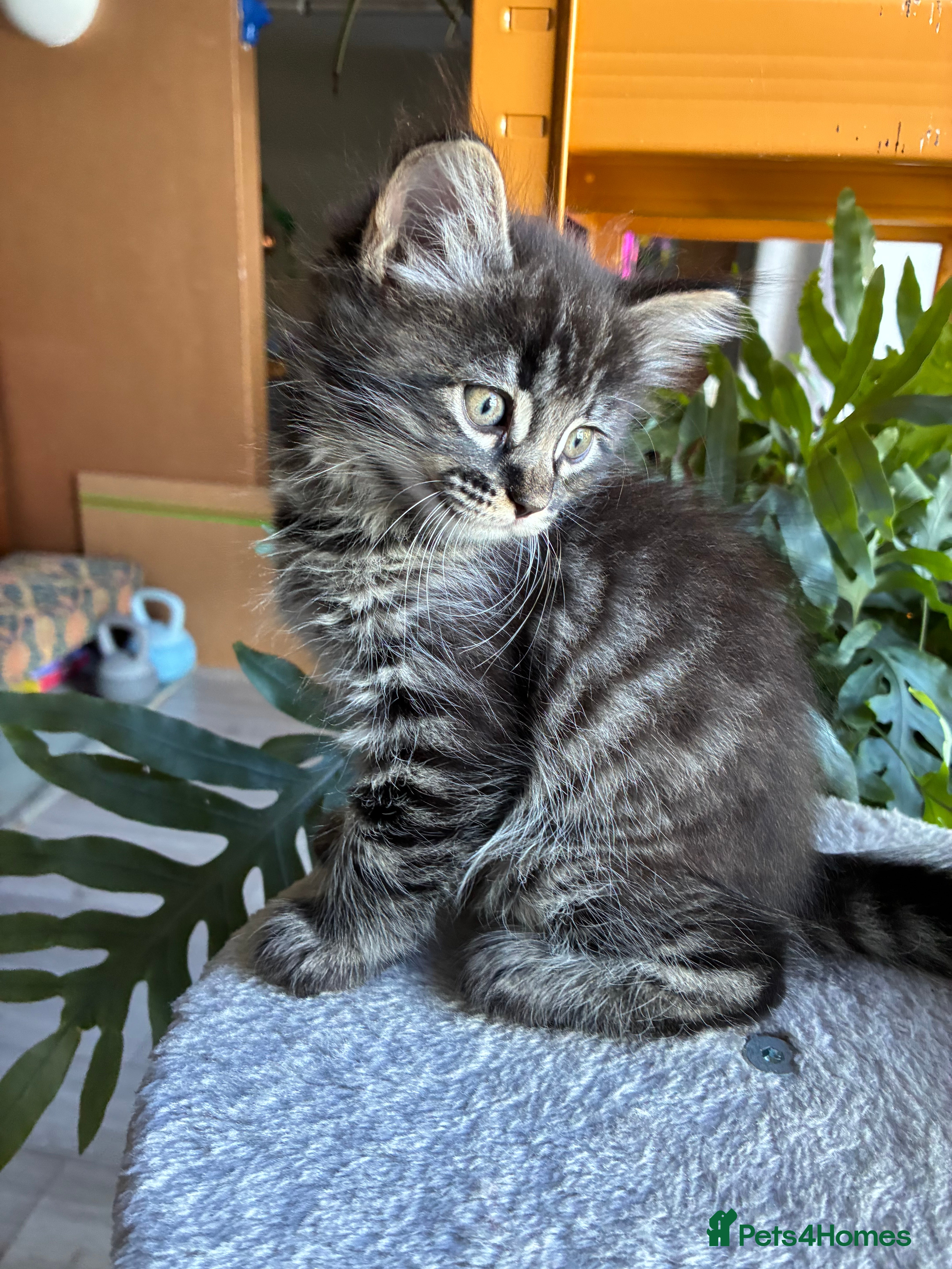 Mixed Breed cats Healthy , Energetic, Absolutely stunning 8  - Advert 2