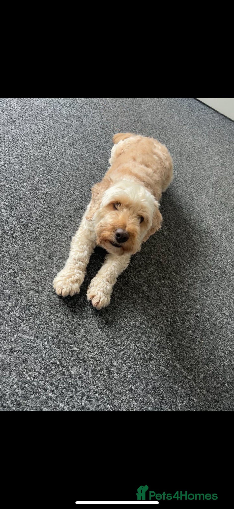 Cockapoo dogs 4yr old cockapoo for sale  - Advert 4