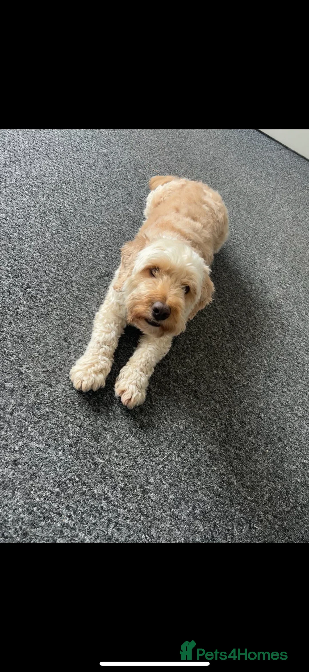 Cockapoo dogs for sale: 4yr old cockapoo for sale  - Advert 1